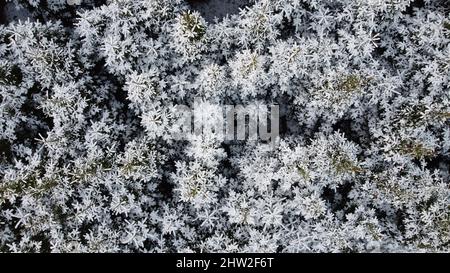 Schöne Aussicht auf schneebedeckte Bäume von oben Stockfoto
