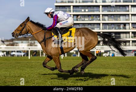 File Photo vom 12-02-2022 von Bravemansgame, den Paul Nicholls gerne ins Gespräch bringen lässt, während sich der Star-Novize-Verfolger darauf vorbereitet, Team Ditcheat's Challenge beim diesjährigen Cheltenham Festival zu leiten. Ausgabedatum: Donnerstag, 3. März 2022. Stockfoto
