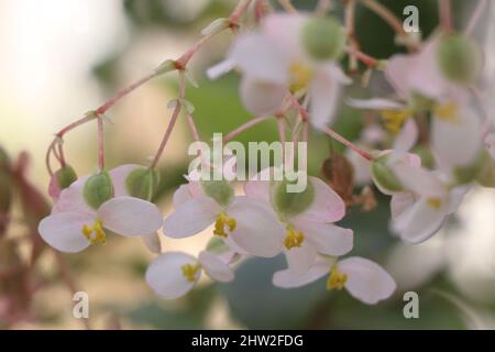 Geißelstock Begonia Blumen. Rosa Begonia. Geißel Stockfoto