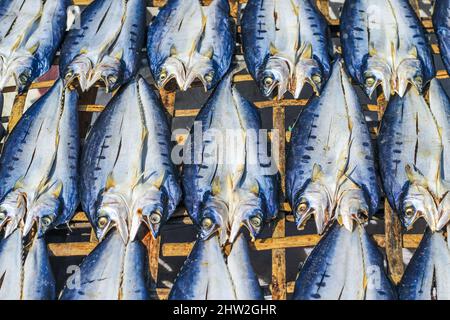 Fisch wird durch Trocknen in der Sonne für den Export ins Ausland zubereitet. Fisch, der in der Sonne getrocknet wird, um gesalzener Fisch zu werden und verkauft zu werden. Stockfoto