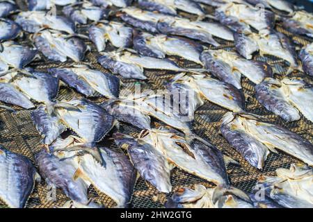 Fisch wird durch Trocknen in der Sonne für den Export ins Ausland zubereitet. Fisch, der in der Sonne getrocknet wird, um gesalzener Fisch zu werden und verkauft zu werden. Stockfoto