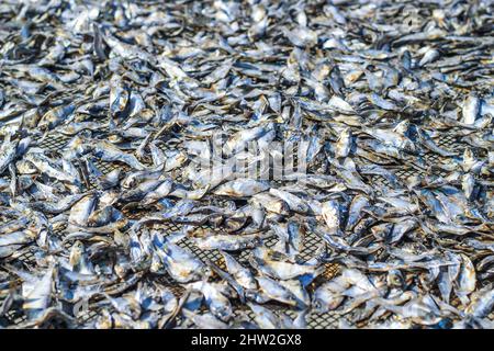 Fisch wird durch Trocknen in der Sonne für den Export ins Ausland zubereitet. Fisch, der in der Sonne getrocknet wird, um gesalzener Fisch zu werden und verkauft zu werden. Stockfoto