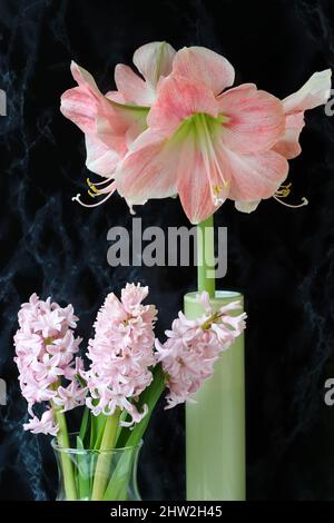 Foto von drei hellrosa Hyazinthen und einem lachsrosa hippeastrum in einer Vase vor dunklem Hintergrund, Teilansicht Stockfoto