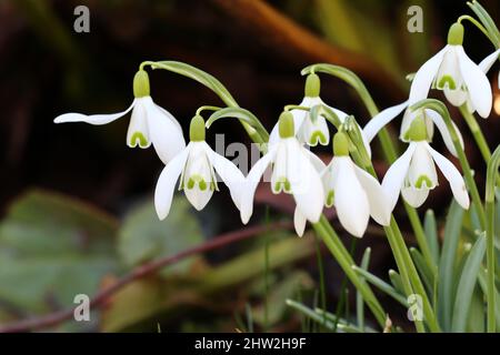 Nahaufnahme einer Gruppe hübscher galanthus-Nivalis-Blumen in einem Garten vor dunklem, natürlichem Hintergrund, Seitenansicht Stockfoto