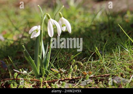Nahaufnahme mehrerer sonnenbeschienenen Schneeglöckchen Stockfoto
