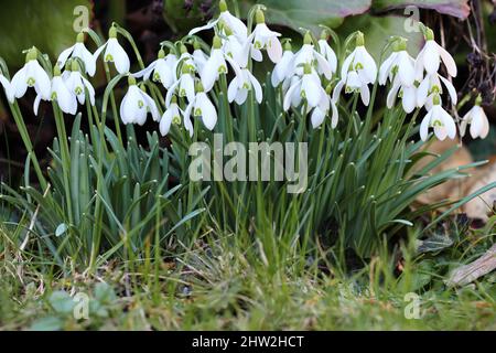 Nahaufnahme einer Gruppe hübscher galanthus-Nivalis-Blumen in einem Garten Stockfoto