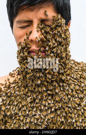 Ein Imker mit Bienen bedeckt, Bienenbehandlung Stockfoto