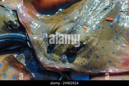 Blau-gefleckte Bandschwanzflosse, die von einem Fischer auf St. Martin's Island, Bangladesch, gefangen wurde. Stockfoto