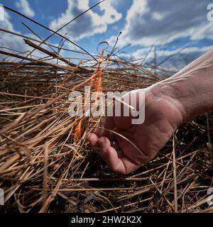 Mann, der altes getrocknetes Gras auf dem Feld verbrennt. Nahaufnahme der Hand, die brennendes Streichholz hält und trockenes Gras mit bewölktem Himmel auf verschwommenem Hintergrund in Brand setzt. Konzept der Ökologie und des menschlichen Faktors in Bränden. Stockfoto