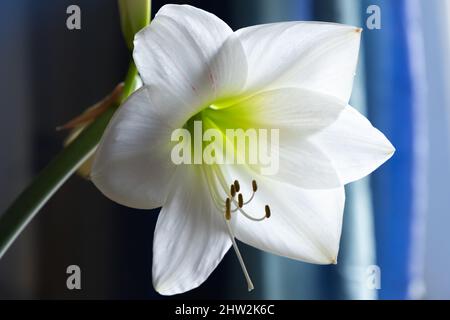 Weiße Hippeastrum-Blume, Nahaufnahme auf verschwommenem blauen Hintergrund Stockfoto