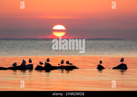 Schwarm von großen Möwen mit schwarzen Rücken (Larus marinus) und Schwarzkopfmöwen, die auf Felsen im Meer ruhen und vor untergehenden Sonnenstrahlen und orangefarbenem Sonnenuntergang am Himmel geschildert sind Stockfoto