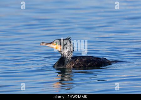 Großer Kormoran (Phalacrocorax carbo) im Zuchtgefieder, der im späten Winter im Meerwasser schwimmt Stockfoto