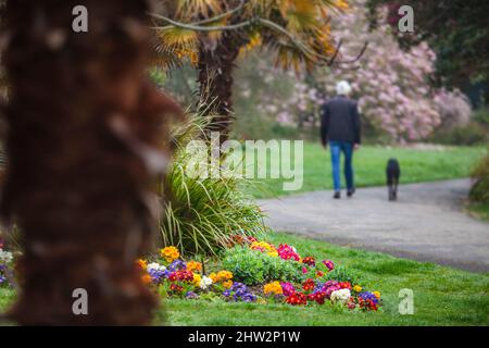 Im Frühling geht ein Mann mit seinem Hund durch den Park. Stockfoto