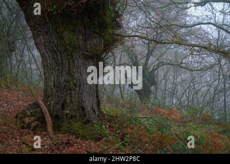 Riesige Exemplare von Quercus Robur bilden im Nebel in Lugo in Galicien uralte Wälder Stockfoto