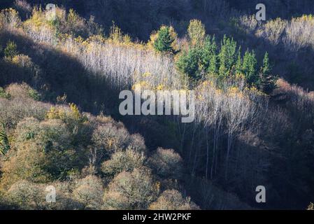 Die Herbstsonne erleuchtet einige bunte Bäume auf einem Hügel in Cervantes Ancares in Galicien Stockfoto