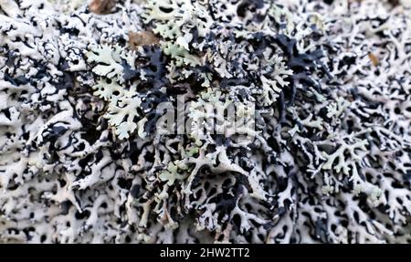 Hypogymnia physisodes Flechten in Nahaufnahme Stockfoto