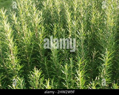 Vollbildaufnahme von gesundem, üppigem, pflanzlichem Rosmarin-Busch-Laub Stockfoto