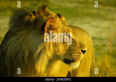 Großer afrikanischer männlicher Löwe im Buschveld, der strahlend aussieht Stockfoto