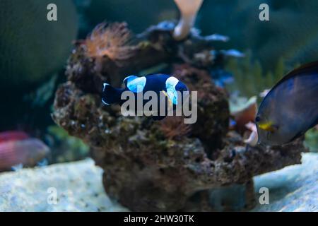 Clownfische schwimmen in einem Aquarium mit Lichtern und anderen Fischen Stockfoto