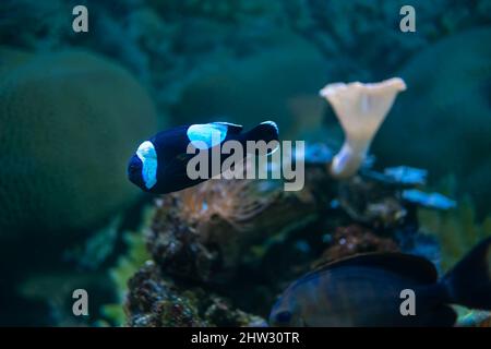 Clownfische schwimmen in einem Aquarium mit Lichtern und anderen Fischen Stockfoto