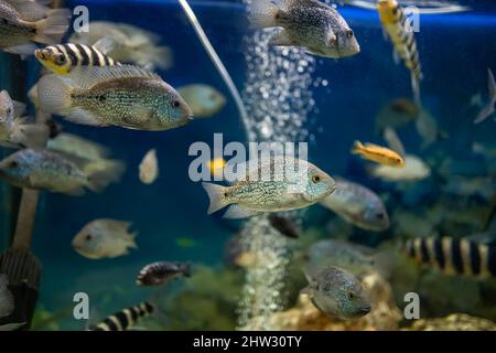 Der tropische Fisch akara türkis schwimmt im Aquarium Stockfoto