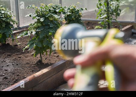 Nahaufnahme der Hand eines Mannes, der einen Schlauch zum Bewässern von Pflanzen in einem Gewächshaus hält. Gartenkonzept. Hochwertige Fotos Stockfoto