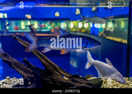 Der Leptobarbus Hovena-Fisch schwimmt im Aquarium mit anderen Fischen Stockfoto