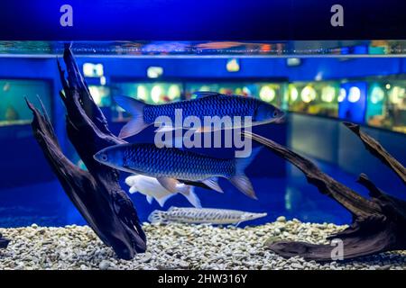 Der Leptobarbus Hovena-Fisch schwimmt im Aquarium mit anderen Fischen Stockfoto