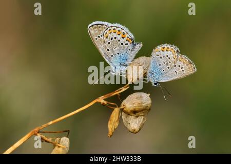 Gewöhnliche blaue Schmetterlinge Polyommatus icarus männlich sitzend auf trockener Blume auf der Wiese. Seitenansicht, Porträt, Nahaufnahme. Isoliert. Vrsatec, Slowakei Stockfoto