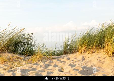 Schöner Blick auf Sanddünen und wildes grünes Gras vor einem blauen Himmel im Hintergrund Stockfoto