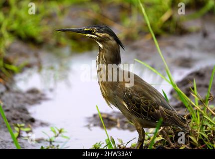 Afrikanische Vögel können atemberaubende Farben sein und die Geräusche des Vogelgezwitschers sind unglaublich Stockfoto