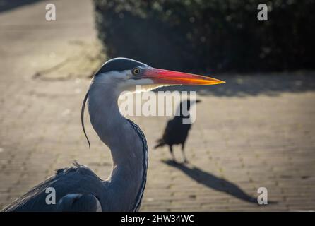 Headshot of Grey Heron in dutch Street mit dem Schnabel, der wunderschön vom Sonnenlicht beleuchtet wird Stockfoto