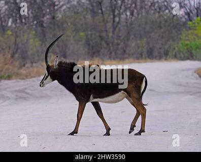 Wunderschöne Sable Bull Antelope, die während einer Safari nur sehr selten zu sehen ist Stockfoto