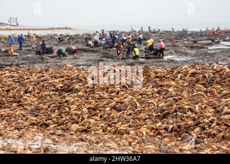 Westküste, Südafrika. 3. März 2022. Am 3. März 2022 werden Steinhummer an einem Strand in der West Coast Area, Western Cape Province, Südafrika, aufgeschichtet. Das südafrikanische Umweltministerium sagte am Mittwoch, dass es einen Notfallplan aktiviert hat und eine rote Warnung ausgegeben hat, nachdem eine Schätzung von 500 Tonnen Gesteinshummer am Dienstag aufgrund einer giftigen Algenblüte oder einer roten Flut am Ufer entdeckt worden war. Quelle: Lyu Tianran/Xinhua/Alamy Live News Stockfoto
