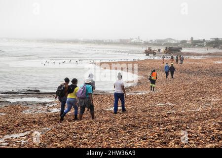Westküste, Südafrika. 3. März 2022. Am 3. März 2022 laufen Menschen an einem mit Steinhummer überhäuften Strand in der West Coast Area, Provinz Western Cape, Südafrika. Das südafrikanische Umweltministerium sagte am Mittwoch, dass es einen Notfallplan aktiviert hat und eine rote Warnung ausgegeben hat, nachdem eine Schätzung von 500 Tonnen Gesteinshummer am Dienstag aufgrund einer giftigen Algenblüte oder einer roten Flut am Ufer entdeckt worden war. Quelle: Lyu Tianran/Xinhua/Alamy Live News Stockfoto