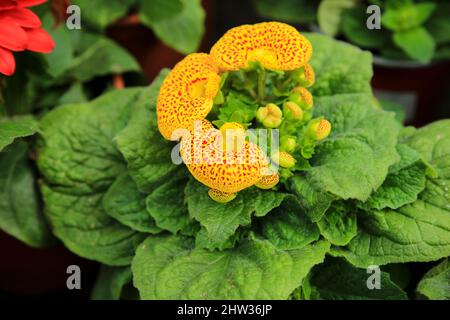 Bunte Calceolaria integrifolia Pflanze im Garten Stockfoto