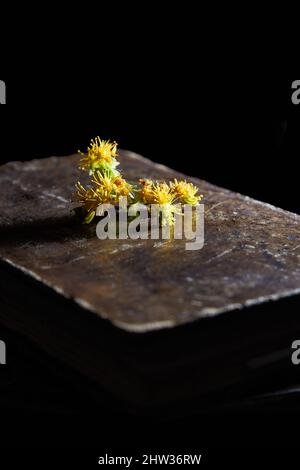 Alte Bücher mit ein paar malvenblühenden Blumen. Vertikale Fotografie. Copyspace. Selektiver Fokus. Stockfoto