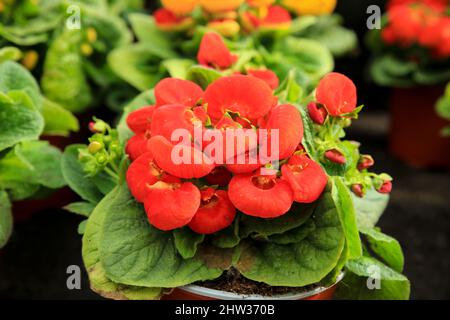 Bunte Calceolaria integrifolia Pflanze im Garten Stockfoto