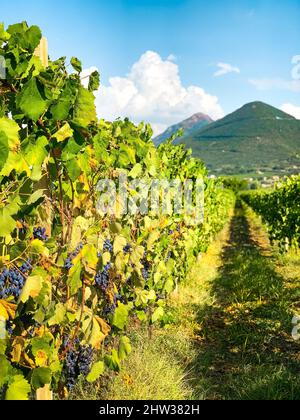 Eine Plantage von Weinreben, schöne Landschaft Italiens, Bergwald mit blauem Himmel, Italien, Europa Stockfoto