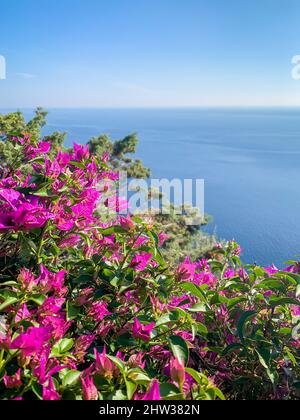 Bougainvillea Blumen an der Amalfiküste, Italien Stockfoto