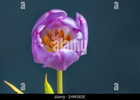 Im Inneren eine wunderschöne lila Tulpe, die auf das orangefarbene Staubgefäß schaut Stockfoto