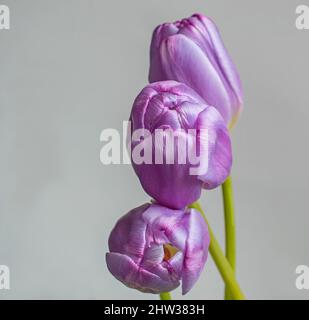 Drei wunderschöne violette Tulpen, die in einer Reihe von oben nach unten gebündelt sind Stockfoto