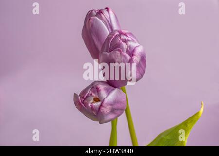 Drei wunderschöne lila Tulpen, die dicht beieinander liegen Stockfoto