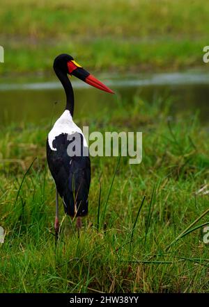 Afrikanische Vögel können atemberaubende Farben sein und die Geräusche des Vogelgezwitschers sind unglaublich Stockfoto