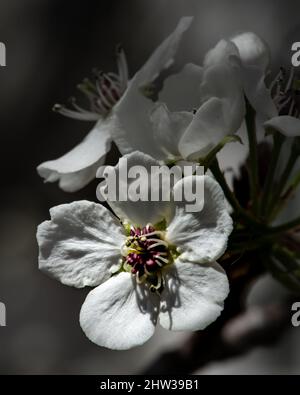 Die Blüte einer Chanticleer ornimental Birne Stockfoto