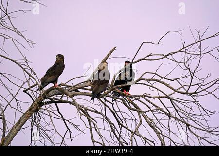 Afrikanische Vögel können atemberaubende Farben sein und die Geräusche des Vogelgezwitschers sind unglaublich Stockfoto