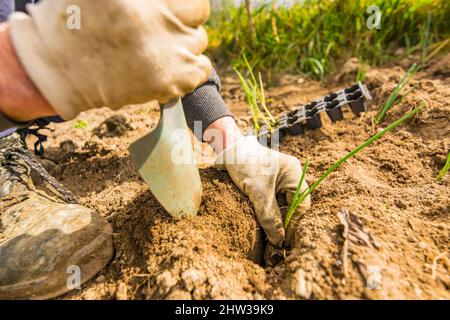 Hände eines Bauern im Vordergrund Pflanzen von Zwiebelsprossen in einem Bio-Garten, um eine natürliche und gesunde Ernährung zu fördern Stockfoto