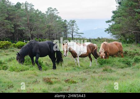 Wildes schwarzes männliches Pferd, begleitet von einer Gruppe von Stuten und Fohlen. Wilde Pferde im Wald mit Kiefern. Stockfoto