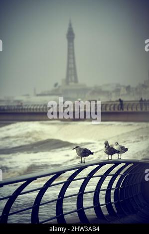 Möwen am Meer rageln während des Sturms in Blackpool Stockfoto