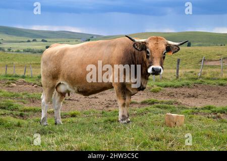 Schöne Aubrac Kuh brüten mit einem Salzstein, auf der Alm. Und unter einem Gewitterhimmel. Stockfoto